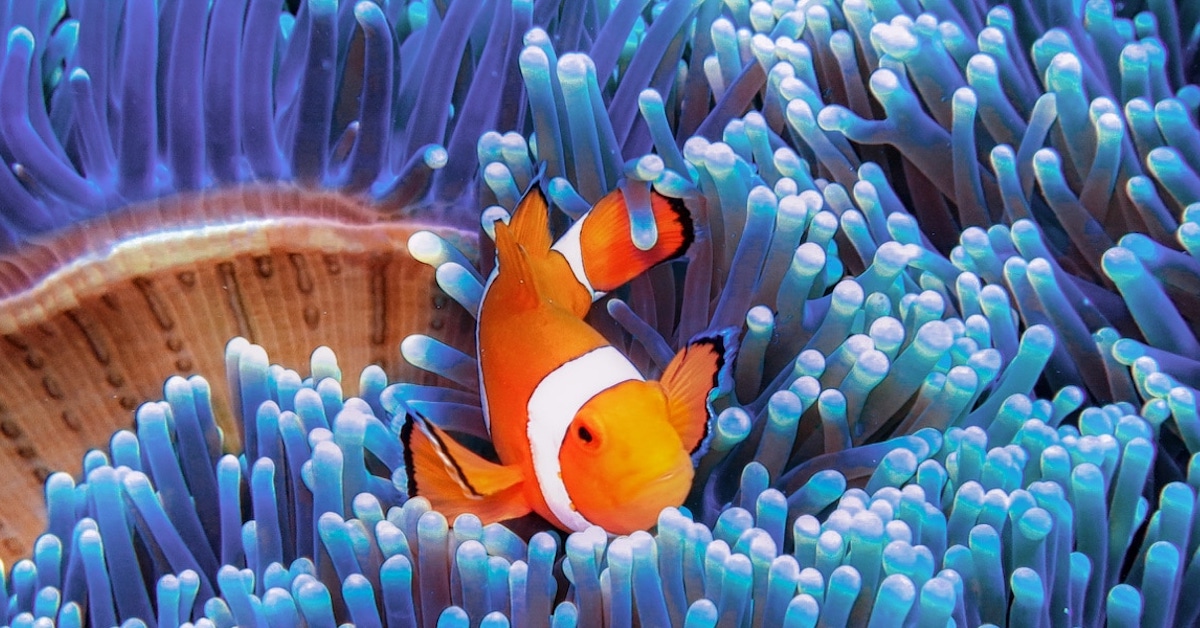 Oranžno-bela riba, med modrimi koralami.