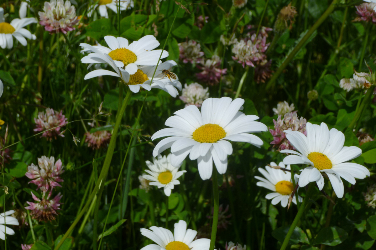 Čebele na cvetličnem travniku na lokaciji Neuburg.